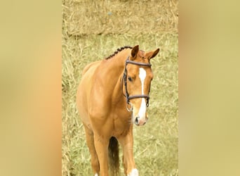 Zangersheider, Wallach, 3 Jahre, 170 cm, Fuchs