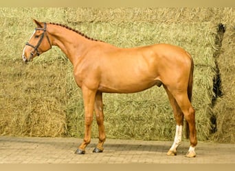 Zangersheider, Wallach, 3 Jahre, 170 cm, Fuchs