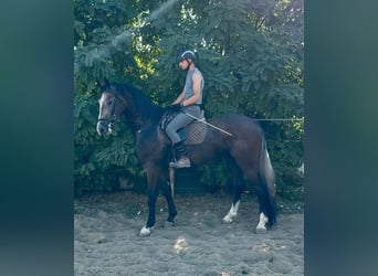 Zangersheider, Wallach, 3 Jahre, 170 cm, Schimmel