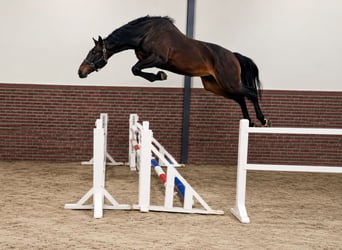 Zangersheider, Wallach, 3 Jahre, 170 cm, Schwarzbrauner