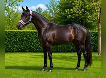 Zangersheider, Wallach, 3 Jahre, 170 cm, Schwarzbrauner