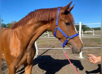 Zangersheider, Wallach, 3 Jahre, 170 cm