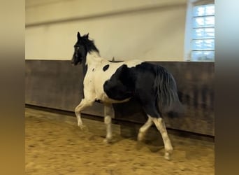 Zangersheider, Wallach, 3 Jahre, 171 cm, Schecke