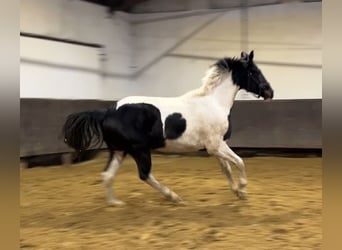 Zangersheider, Wallach, 3 Jahre, 171 cm, Schecke