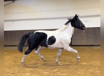 Zangersheider, Wallach, 3 Jahre, 171 cm, Schecke