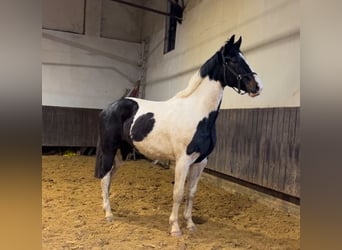 Zangersheider, Wallach, 3 Jahre, 171 cm, Schecke