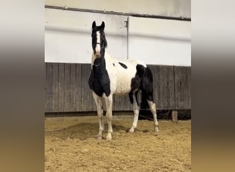 Zangersheider, Wallach, 3 Jahre, 171 cm, Schecke