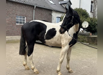 Zangersheider, Wallach, 3 Jahre, 171 cm, Schecke