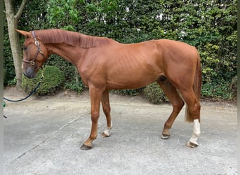 Zangersheider, Wallach, 3 Jahre, 172 cm, Fuchs