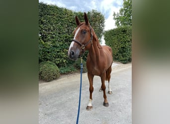 Zangersheider, Wallach, 3 Jahre, 172 cm, Fuchs