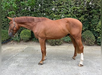 Zangersheider, Wallach, 3 Jahre, 172 cm, Fuchs