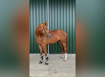 Zangersheider, Wallach, 3 Jahre, 172 cm, Fuchs