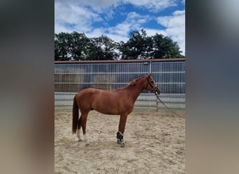 Zangersheider, Wallach, 3 Jahre, 172 cm, Fuchs