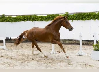 Zangersheider, Wallach, 3 Jahre, 172 cm, Fuchs
