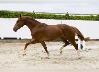 Zangersheider, Wallach, 3 Jahre, 172 cm, Fuchs
