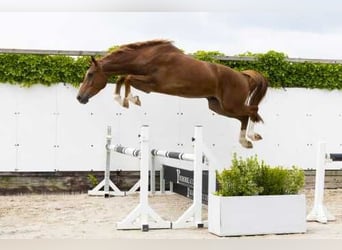 Zangersheider, Wallach, 3 Jahre, 172 cm, Fuchs