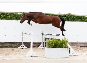 Zangersheider, Wallach, 3 Jahre, 173 cm, Brauner