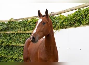 Zangersheider, Wallach, 3 Jahre, 173 cm, Brauner