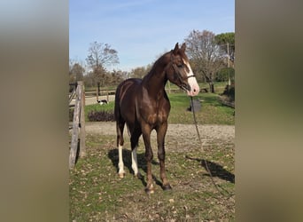 Zangersheider, Wallach, 3 Jahre, 173 cm, Fuchs