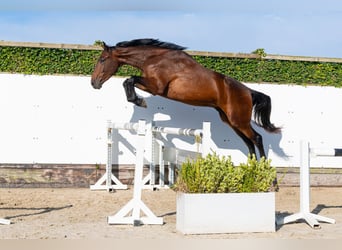 Zangersheider, Wallach, 3 Jahre, 175 cm, Dunkelbrauner