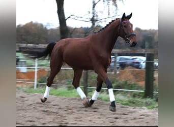 Zangersheider, Wallach, 3 Jahre, 176 cm, Brauner