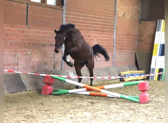Zangersheider, Wallach, 3 Jahre, 176 cm, Brauner