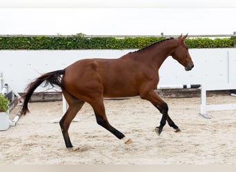 Zangersheider, Wallach, 3 Jahre, 178 cm, Brauner