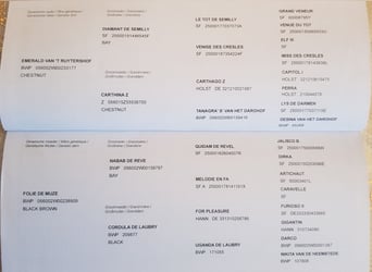 Zangersheider, Wallach, 3 Jahre