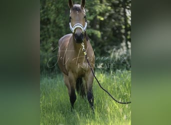 Zangersheider, Wallach, 4 Jahre, 148 cm, Cremello