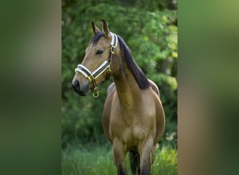 Zangersheider, Wallach, 4 Jahre, 148 cm, Cremello