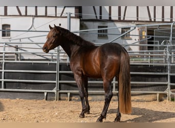 Zangersheider, Wallach, 4 Jahre, 155 cm, Brauner