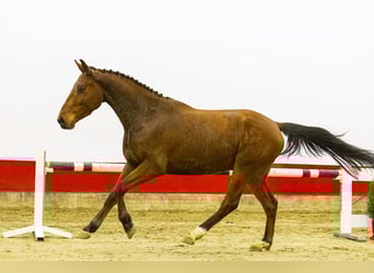 Zangersheider, Wallach, 4 Jahre, 156 cm, Brauner
