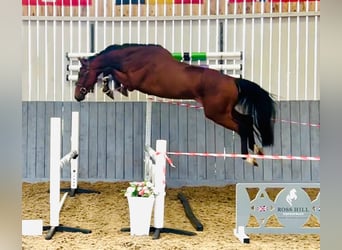 Zangersheider, Wallach, 4 Jahre, 158 cm, Brauner