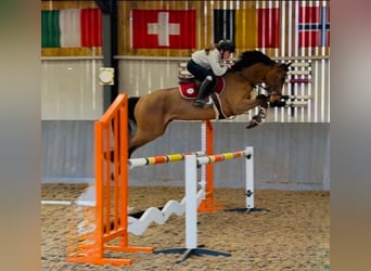 Zangersheider, Wallach, 4 Jahre, 158 cm, Brauner