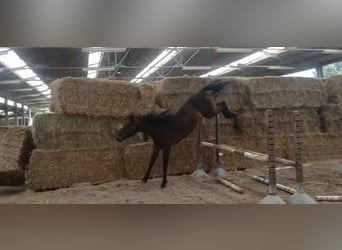 Zangersheider, Wallach, 4 Jahre, 159 cm
