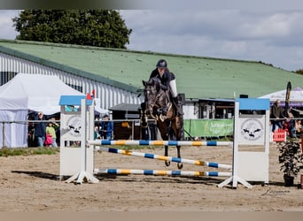 Zangersheider, Wallach, 4 Jahre, 160 cm, Dunkelbrauner