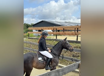 Zangersheider, Wallach, 4 Jahre, 160 cm, Dunkelbrauner