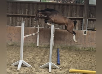 Zangersheider, Wallach, 4 Jahre, 162 cm, Dunkelbrauner