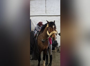 Zangersheider, Wallach, 4 Jahre, 162 cm, Dunkelbrauner