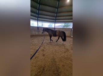 Zangersheider, Wallach, 4 Jahre, 162 cm, Dunkelbrauner