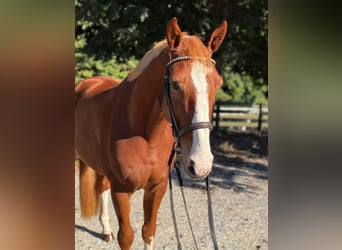 Zangersheider, Wallach, 4 Jahre, 162 cm, Dunkelfuchs