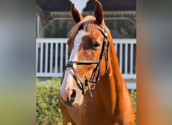 Zangersheider, Wallach, 4 Jahre, 162 cm, Dunkelfuchs