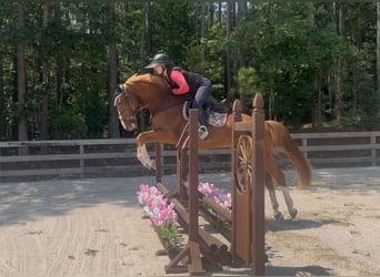 Zangersheider, Wallach, 4 Jahre, 162 cm, Dunkelfuchs