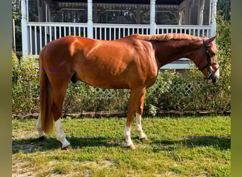 Zangersheider, Wallach, 4 Jahre, 162 cm, Dunkelfuchs