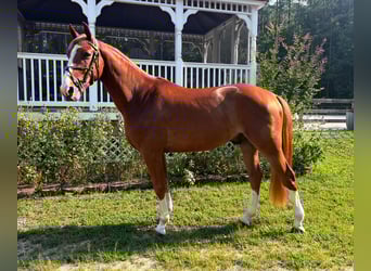 Zangersheider, Wallach, 4 Jahre, 162 cm, Dunkelfuchs