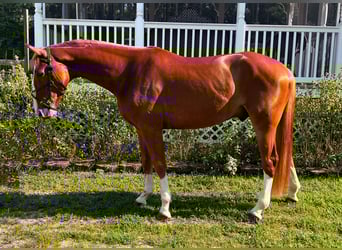 Zangersheider, Wallach, 4 Jahre, 162 cm, Dunkelfuchs