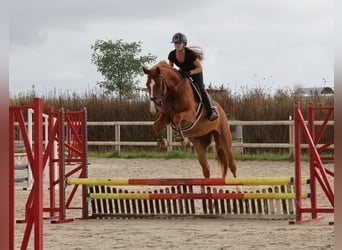 Zangersheider, Wallach, 4 Jahre, 162 cm, Fuchs