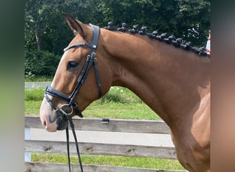 Zangersheider, Wallach, 4 Jahre, 163 cm, Brauner