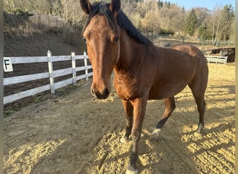 Zangersheider, Wallach, 4 Jahre, 164 cm, Brauner