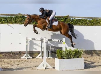 Zangersheider, Wallach, 4 Jahre, 164 cm, Brauner